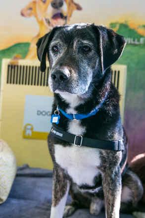 Bosun