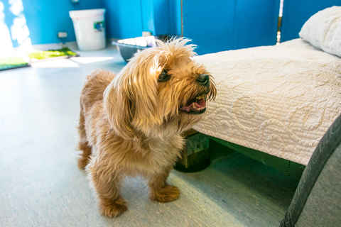 Teddy