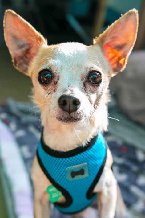 Marshall