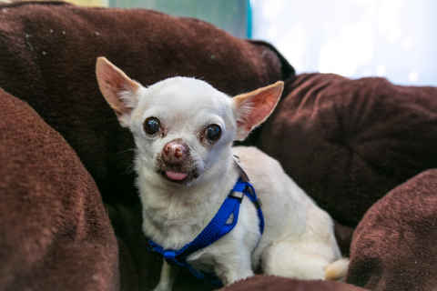 Ramiro