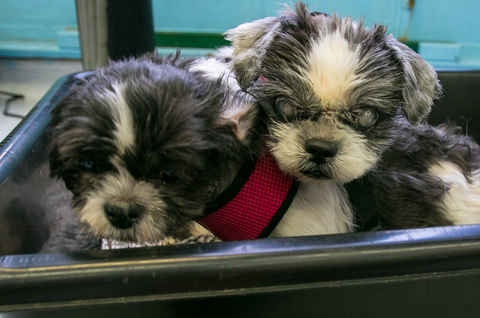 Chazzie & Chelsea