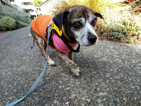 Tamome