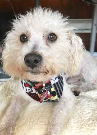 Mr Poodlekins