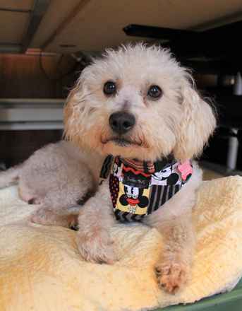 Mr Poodlekins