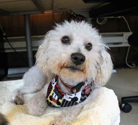 Mr Poodlekins