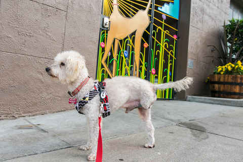 Mr Poodlekins