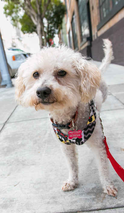 Mr Poodlekins