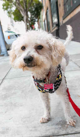 Mr Poodlekins
