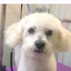 Mr Poodlekins
