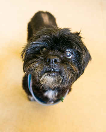 Angus