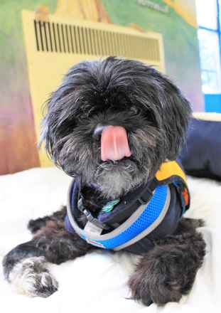 Angus
