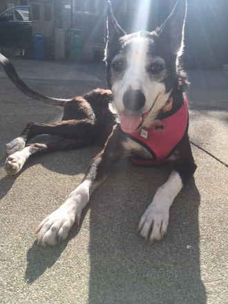 Pippa
