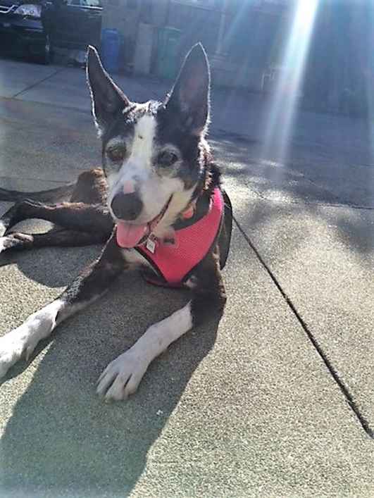 Pippa