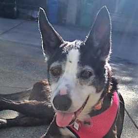 Pippa