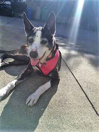 Pippa