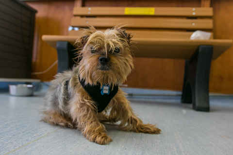 Prancer
