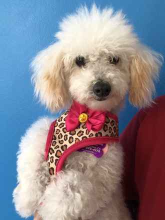 Winnie The Poodle