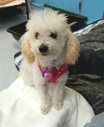 Winnie The Poodle
