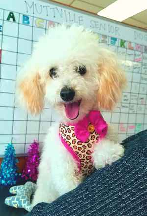 Winnie The Poodle