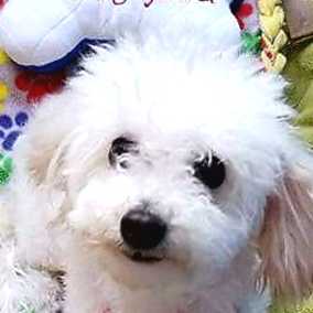 Winnie The Poodle