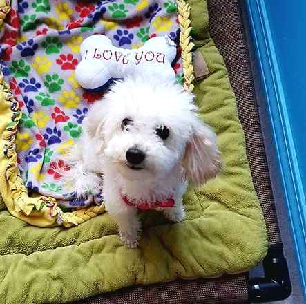 Winnie The Poodle