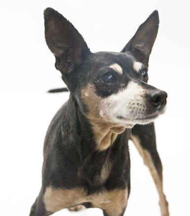 El Vez
