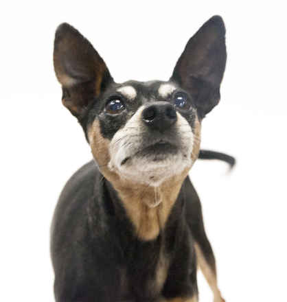 El Vez
