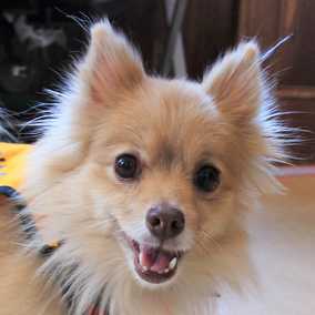 Dolce