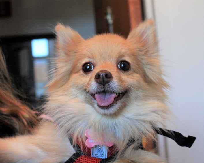 Dolce