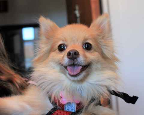 Dolce