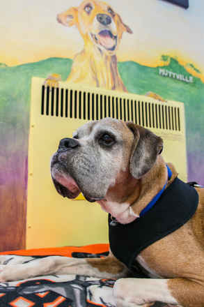 Tyson