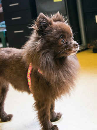 Pommie