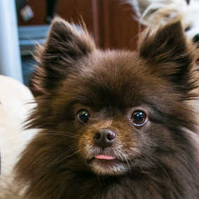 Pommie