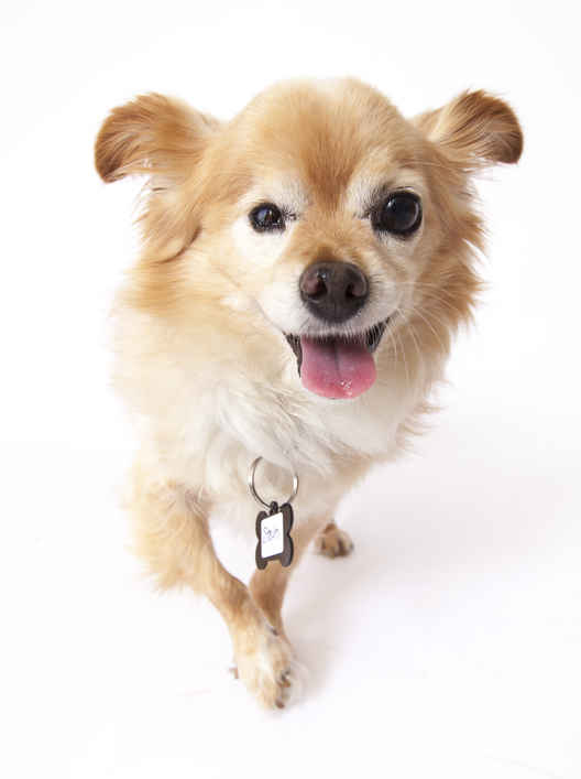 Stein