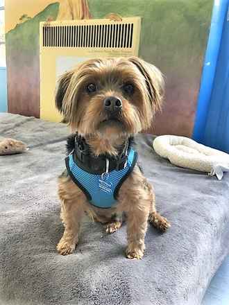 Zeke