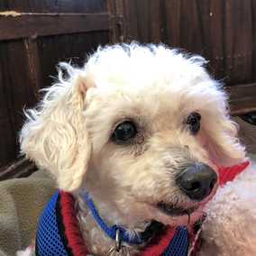 Biscuit