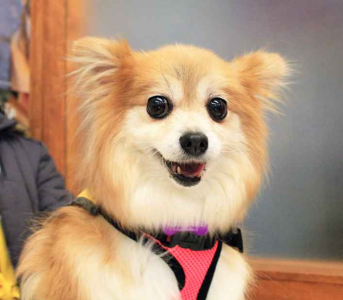 Diva