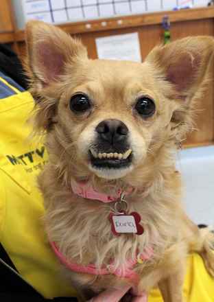 Darla