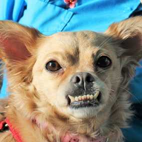 Darla