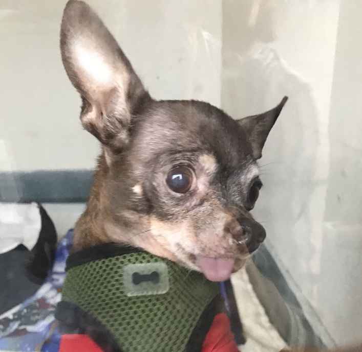 Taco