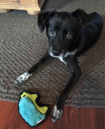 Izzie