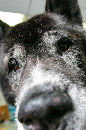 Jack The Bear