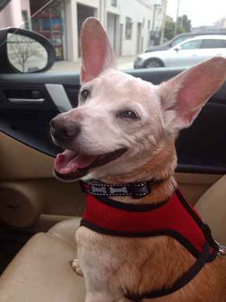 Poochi