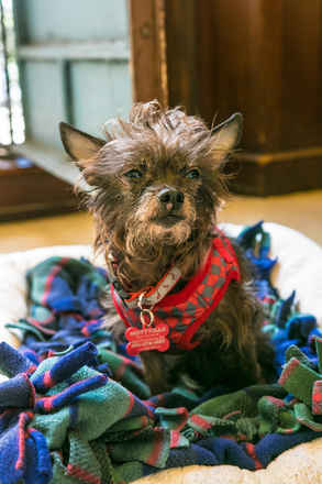 Dottie
