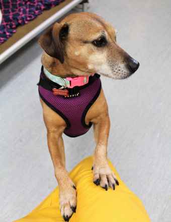 Shiney