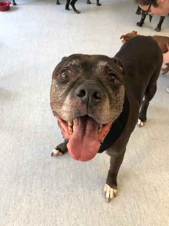 Brutus