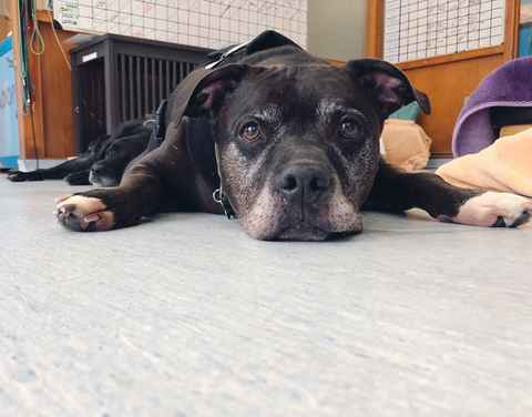 Brutus