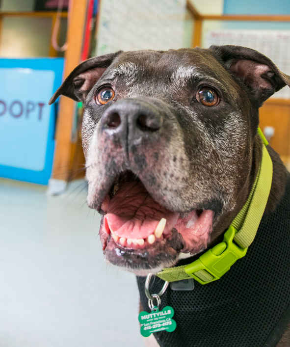 Brutus