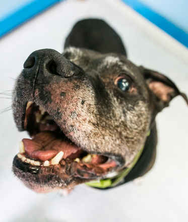 Brutus