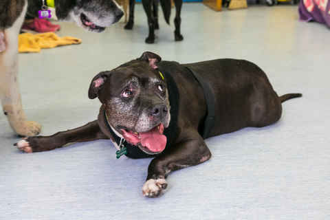 Brutus